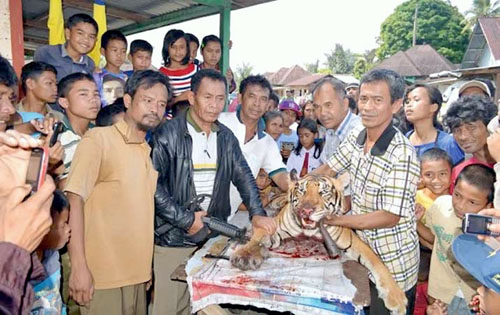 A Critically Endangered Sumatran Tiger Snared, Killed, and Eaten, Indonesian NGO Group Insists Full Investigation (March 10, 2016)